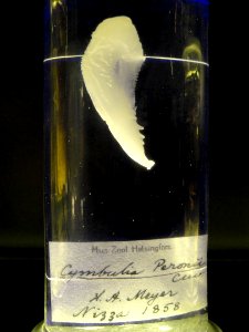 Cymbulia peronii - Finnish Museum of Natural History - DSC04688