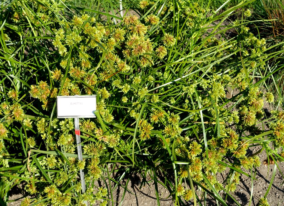 Cyperus glaber - Bergianska trädgården - Stockholm, Sweden - DSC00550