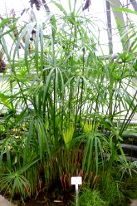 Cyperus okawanii - Botanischer Garten - Heidelberg, Germany - DSC01281