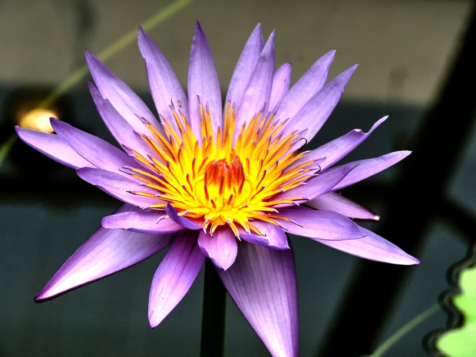 Water flower yellow flora