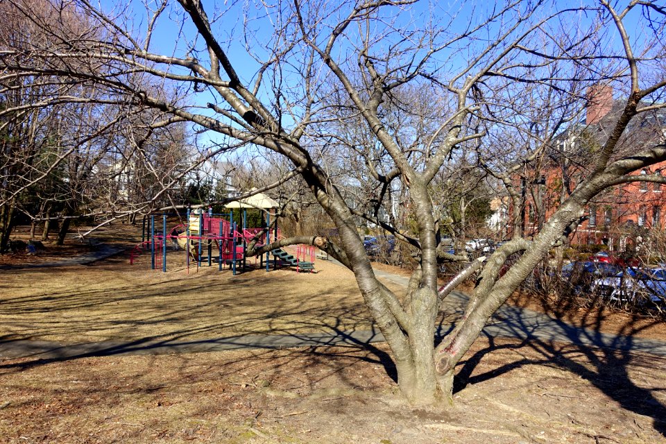 Cutter School Condominiums playground - Arlington, MA - DSC09124