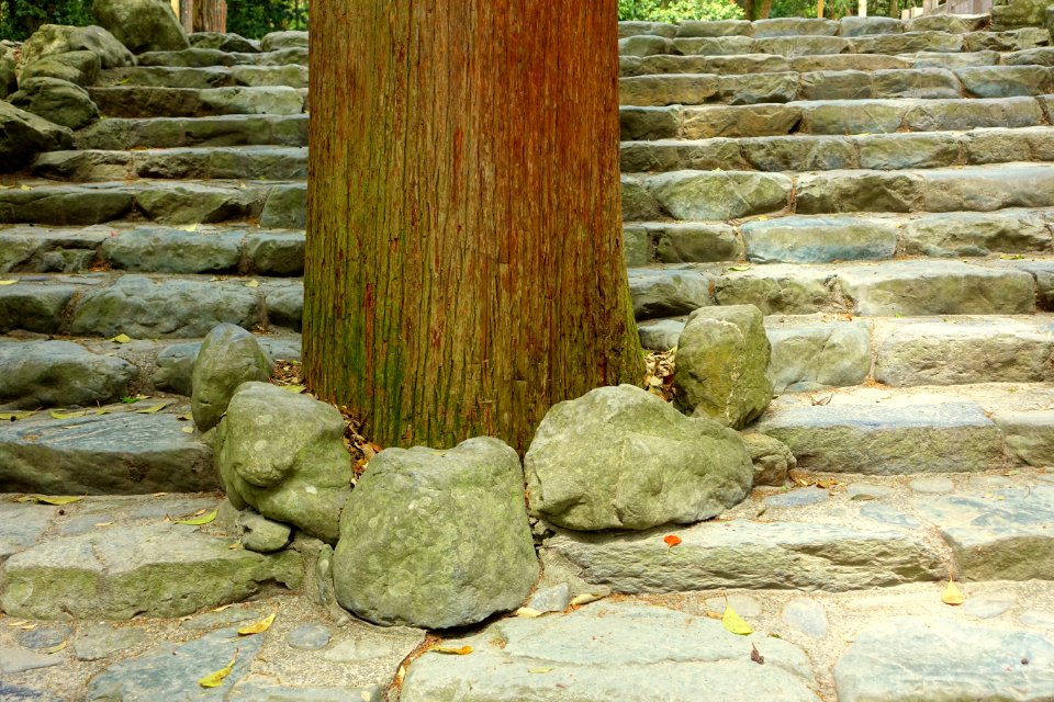 Cypress in steps - Naiku, Ise Shrine - Ise, Mie, Japan - DSC07724