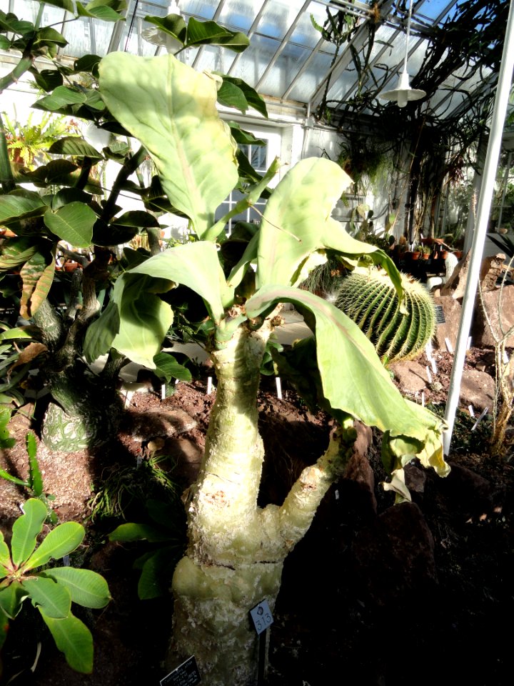 Cyphostemma juttae - Lyman Plant House, Smith College - DSC04321