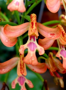 Cynorkis gibbosa - Conservatory of Flowers - San Francisco, CA - DSC03229 - cropped