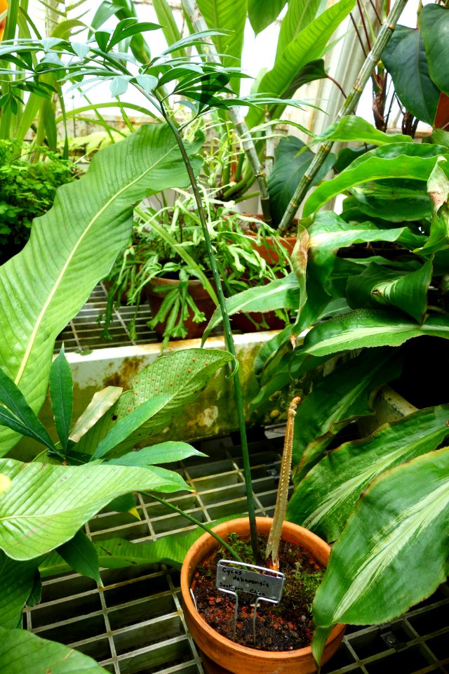 Cycas debaoensis - Conservatory of Flowers - San Francisco, CA - DSC03199