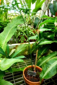 Cycas debaoensis - Conservatory of Flowers - San Francisco, CA - DSC03199
