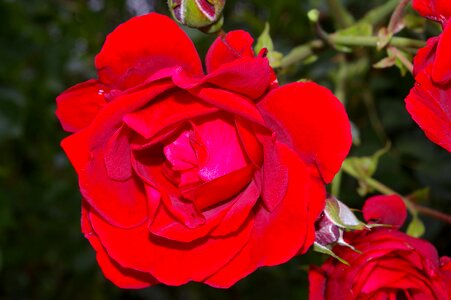 Rose garden blossom bloom