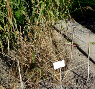 Cynosurus echinatus - Bergianska trädgården - Stockholm, Sweden - DSC00557