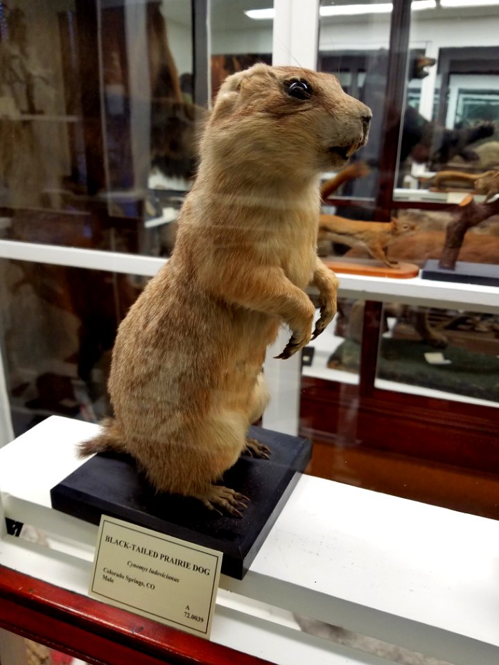 Cynomys ludovicianus - Pember Library and Museum - Granville, New York - 20180224 141441