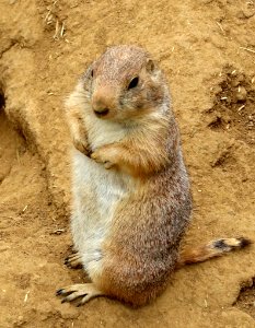 Cynomys ludovicianus - San Francisco Zoo - San Francisco, CA - DSC03449