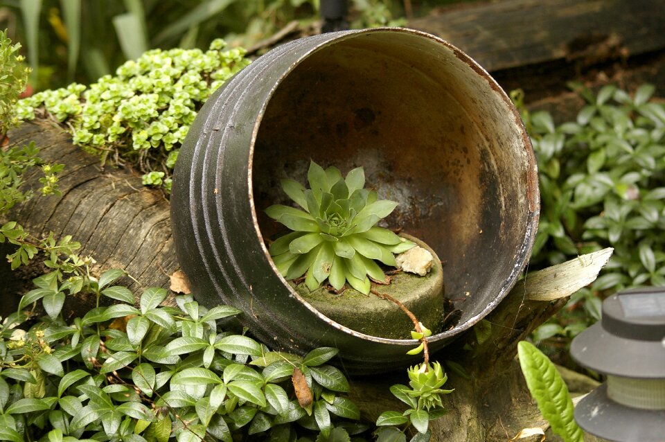 Arrangement garden plants the idea of