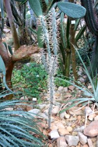 Cylindropuntia molesta (Opuntia molesta) - Botanischer Garten, Dresden, Germany - DSC08871
