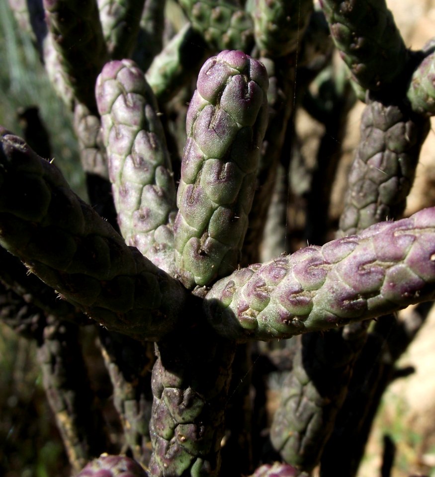 Cylindropuntia ramosissima
