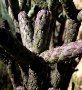 Cylindropuntia ramosissima