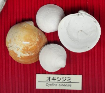 Cyclina sinensis - Osaka Museum of Natural History - DSC07789
