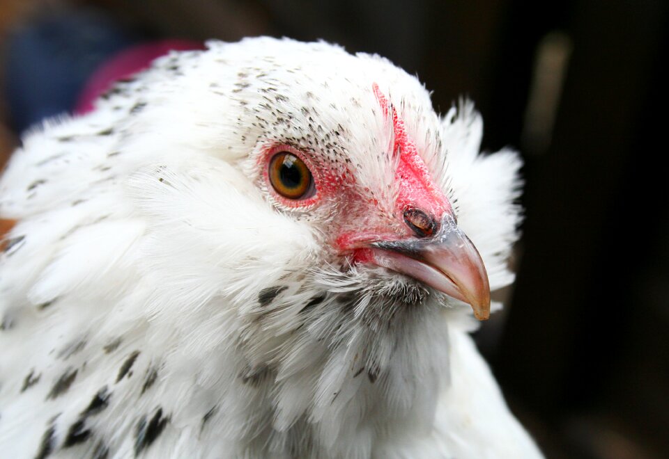 Bantam beard belgian