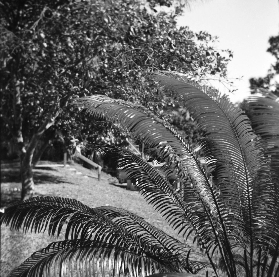Cycas circinalis, Englewood, Florida, 1999-12