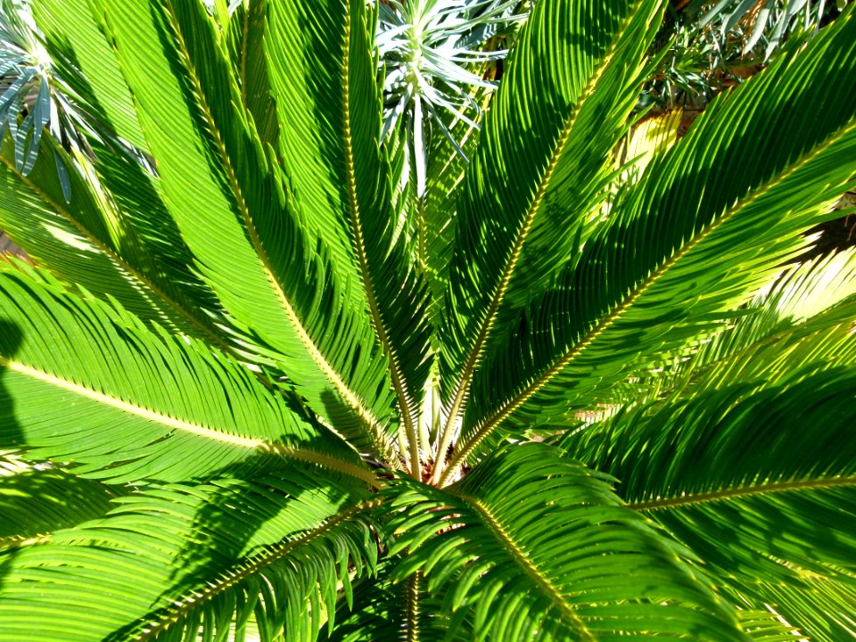 Cycas revoluta serres du Luxembourg