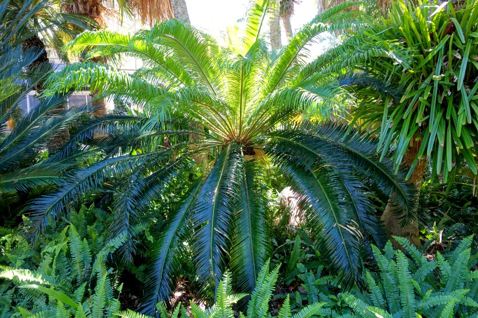 Cycas taitungensis - Marie Selby Botanical Gardens - Sarasota, Florida - DSC01532