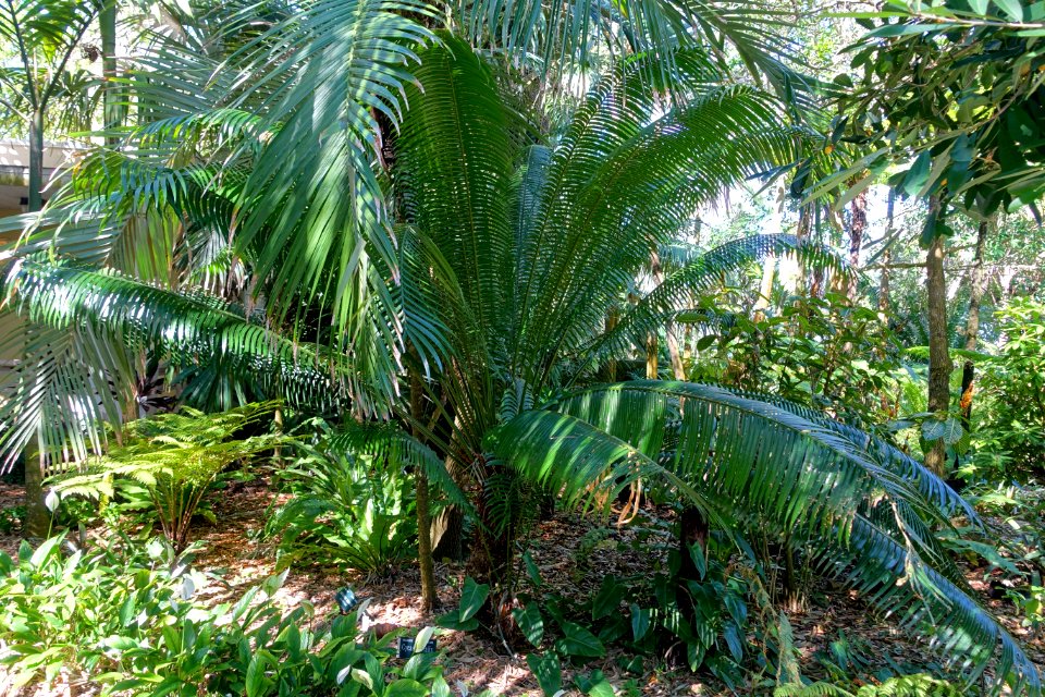 Cycas edentata (Cycas litoralis) - Marie Selby Botanical Gardens - Sarasota, Florida - DSC01150
