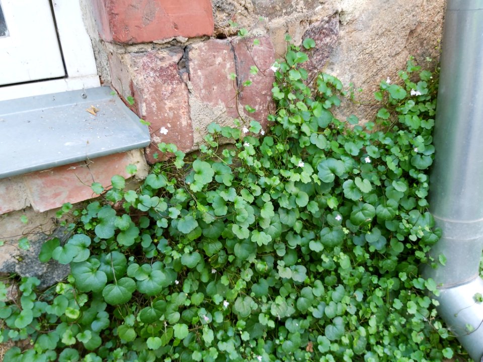 Cymbalaria muralis 108056207