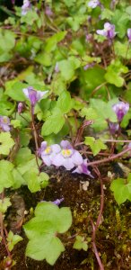 Cymbalaria muralis o hierba de campanario en España
