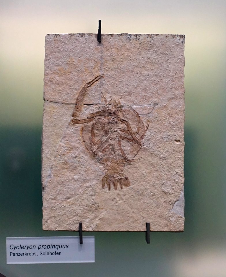Cycleryon propinquus - Museum fur Naturkunde, Berlin - DSC00022