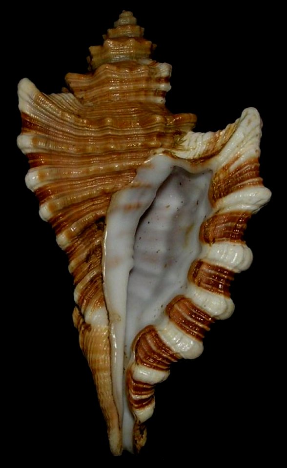 Cymatium femorale, underside - BioLib