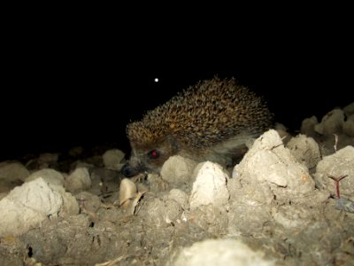 Cundrovec Hedgehog 02