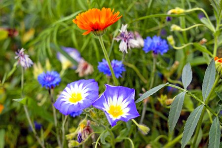 Wild flower colorful nature photo
