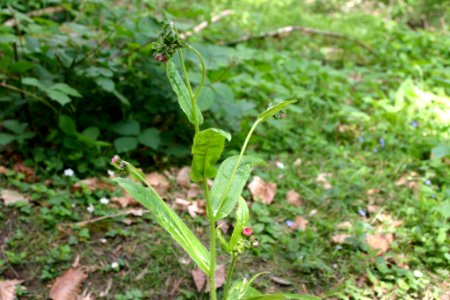 Cynoglossum germanicum flower (11)