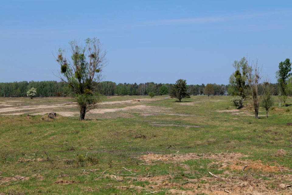 Döberitzer Heide open landscape 2020-05-08 143
