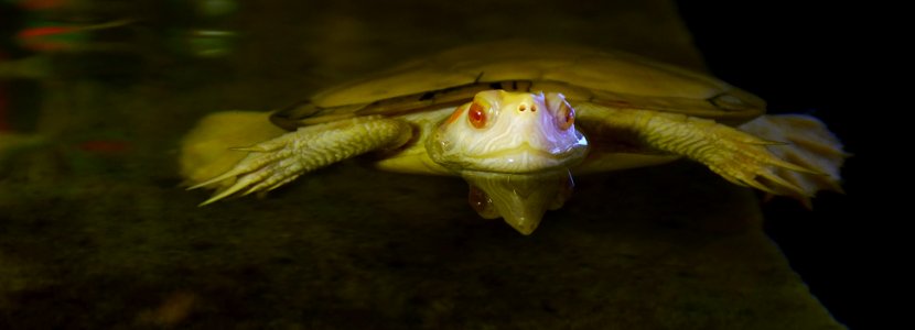 Cuora flavomarginata Genève 24102014 1
