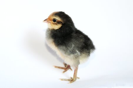 Poultry rooster baby photo