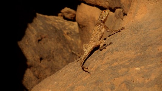 Cute Lezard Showing Off At Tassili N Ajjer (168099137) photo