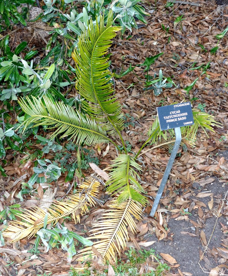 Cycas taitungensis - San Francisco Botanical Garden - DSC00109