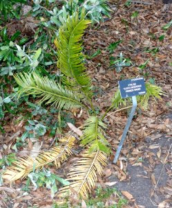 Cycas taitungensis - San Francisco Botanical Garden - DSC00109 photo