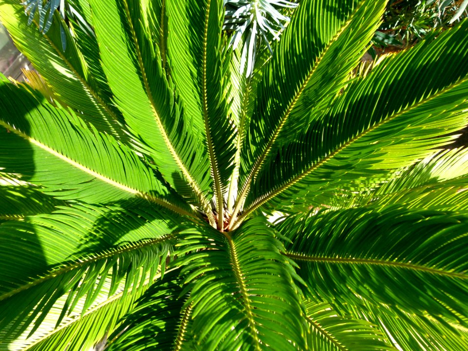 Cycas revoluta 1