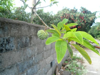 Custard apple tree in Hainan - 04