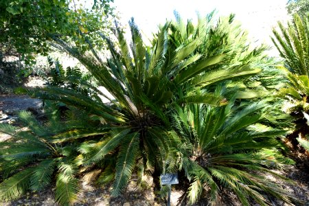 Cycas revoluta - Leaning Pine Arboretum - DSC05545