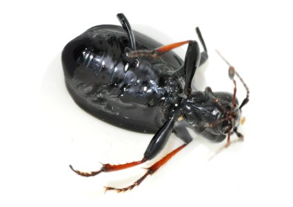 Cychrus-attenuatus-04-fws