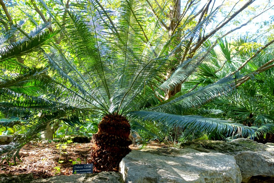 Cycas panzhihuaensis - Zilker Botanical Garden - Austin, Texas - DSC08951