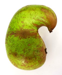 Curved conference pear 2017 D