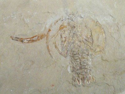 Cycleryon orbiculatus - Royal Ontario Museum - DSC09985