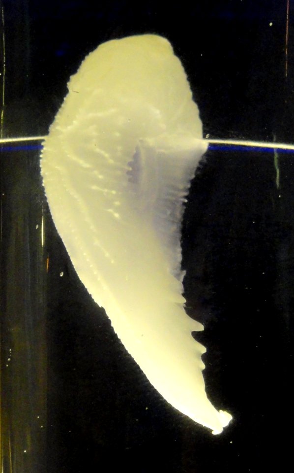 Cymbulia peronii - Finnish Museum of Natural History - DSC04688 (cropped)