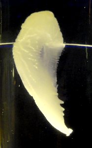 Cymbulia peronii - Finnish Museum of Natural History - DSC04688 (cropped)