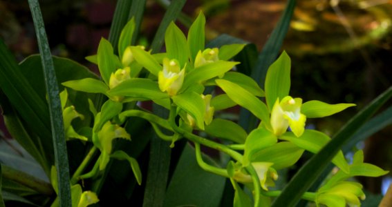 Cymbidium lowianum var. concolor 3