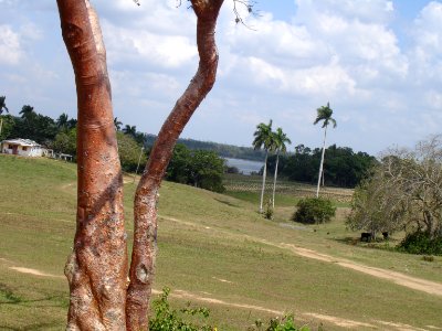 CUBA. VINALES (3)