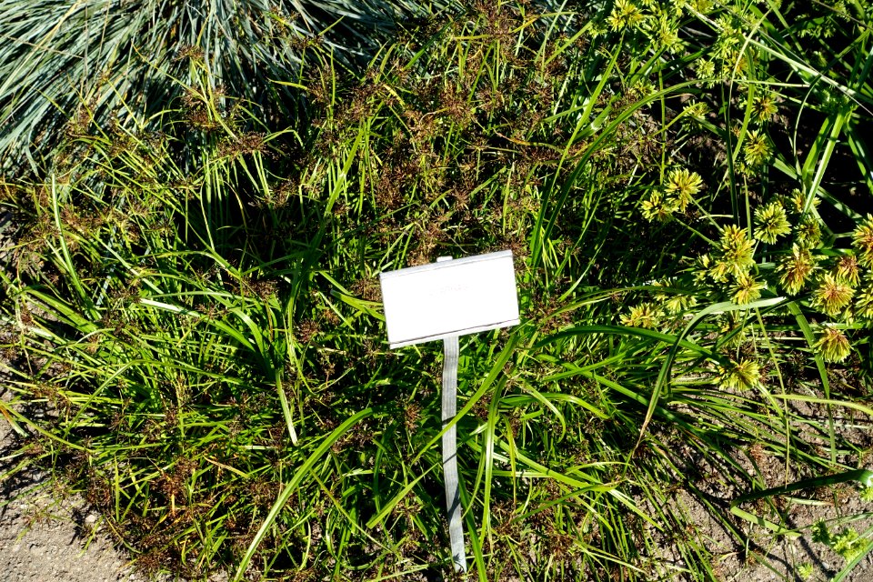 Cyperus fuscus - Bergianska trädgården - Stockholm, Sweden - DSC00551