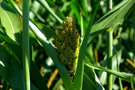 Grow green food photo